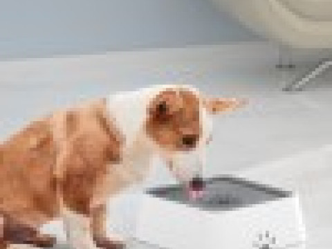 Water Bowl O