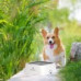 Bol d'eau pour animaux de compagnie O